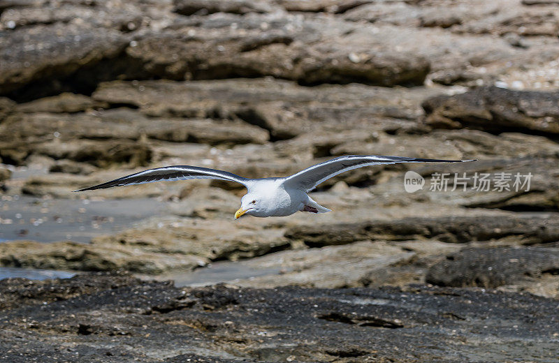 西鸥(Larus occidentalis)是一种大型白头鸥，生活在北美西海岸和太平洋上。圣伊格纳西奥泻湖，下加利福尼亚南部，墨西哥。站着。